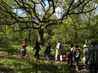 A group of people walks single file along a trail under a large oak tree with wide spreading branches. 