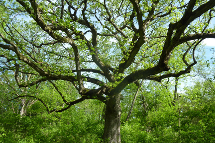 This large, old white oak tree with wide spreading branches once stood sentinel in an open field.