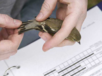 A researcher carefully holds a songbird to collect banding data.