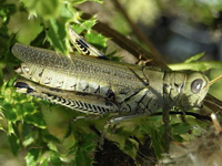 Insects of the Lakeshore Nature Preserve – Lakeshore Nature Preserve ...