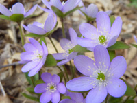 Spring blooming purple hepatica flowers in Bill's Woods.
