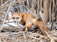 A red fox faces the camera in a snow covered cattail marsh.