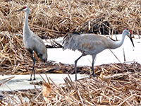 Two Sandhill cranes stand next to each other in snow covered cattails.