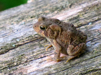 A little brown toad sits on a log.