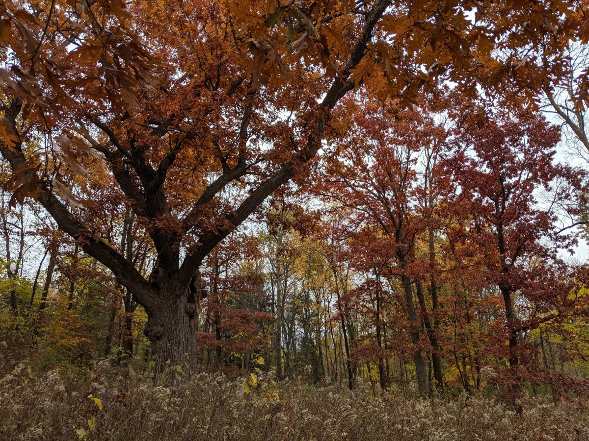 White Oak Protection Project At Frautschi Point – Lakeshore Nature 