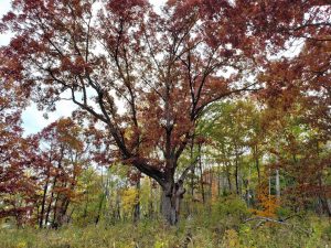 large oak tree with wide spreading branches and reddish colored fall leaves